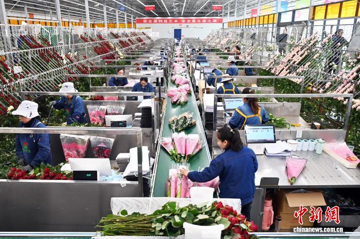 Розы из Ганьсу пользуются повышенным спросом перед праздником Весны