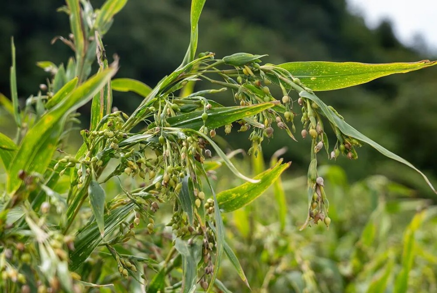 На город Синжэнь приходится 70% мирового оборота коикса