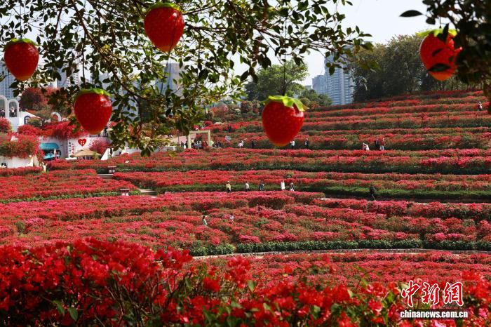 Зимнее цветение в Наньнине привлекает туристов