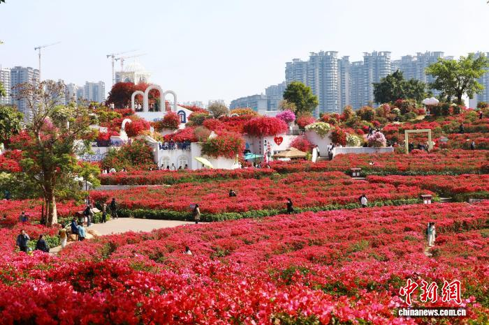 Зимнее цветение в Наньнине привлекает туристов
