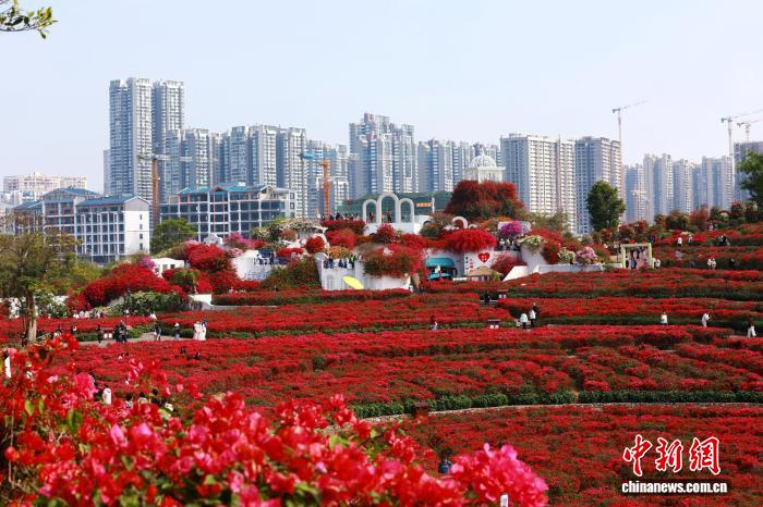 Зимнее цветение в Наньнине привлекает туристов