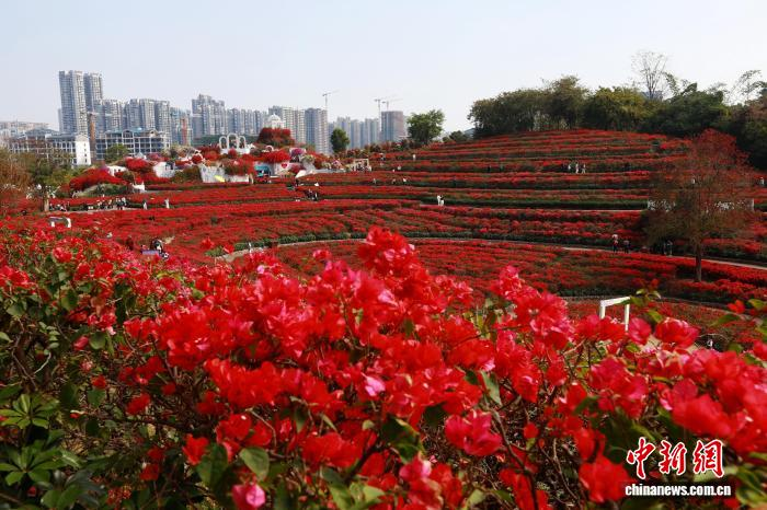Зимнее цветение в Наньнине привлекает туристов