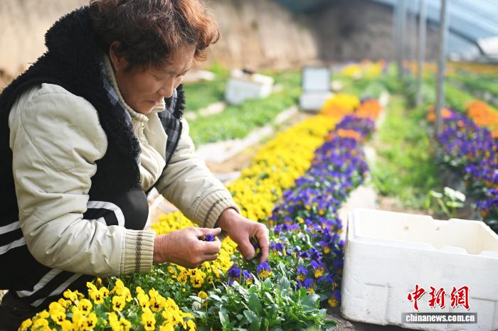 Съедобные цветы с Лессового плато стали элитным кулинарным ингредиентом