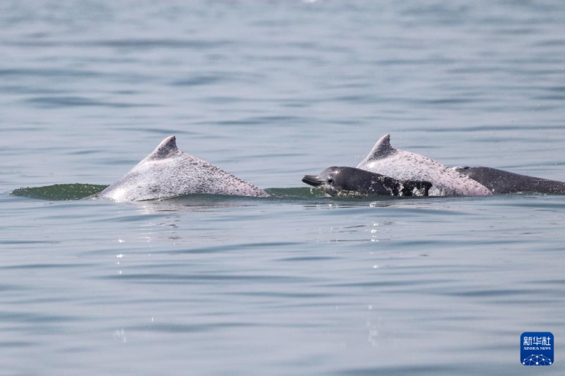 Большая группа китайских белых дельфинов была зафиксирована в водах близ острова Хайнань