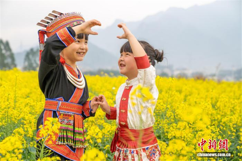 Рапсовые поля в Гуанси привлекают туристов ранней весной