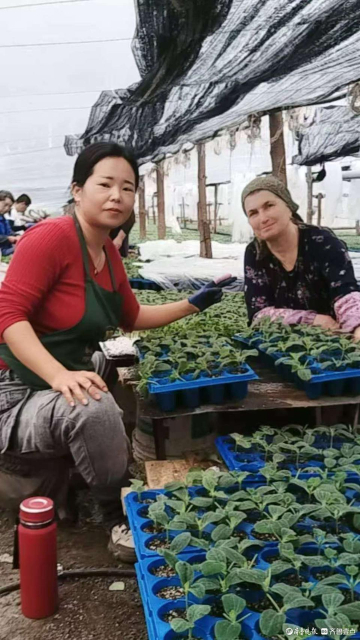 Из питомника уезда Шэньсянь до теплиц в России: 