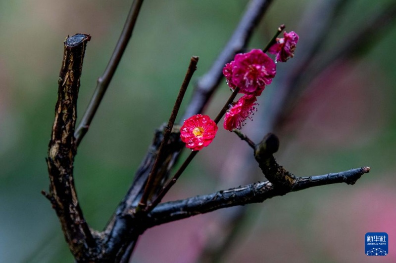 Весенний пейзаж после дождя