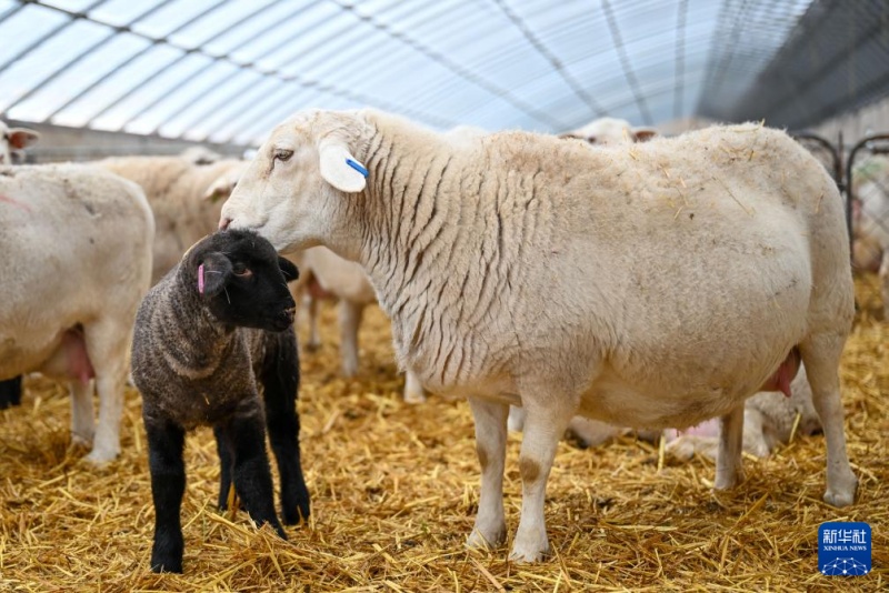 В Синьцзяне наступил период размножения ягнят