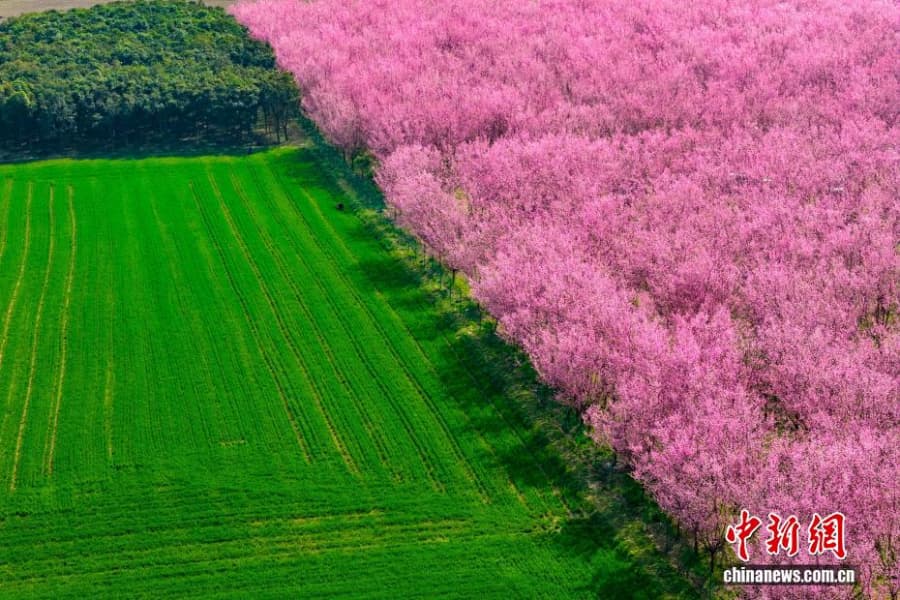 Цветение сакуры у подножия гор Циньлин