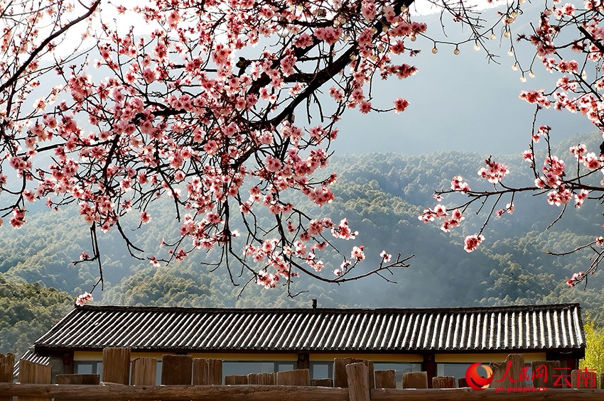 Лицзян в цвету: персики распускаются у подножия заснеженной горы Юйлун