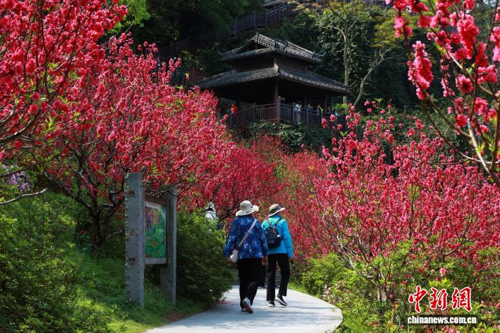 В Наньнине зацвели персиковые деревья