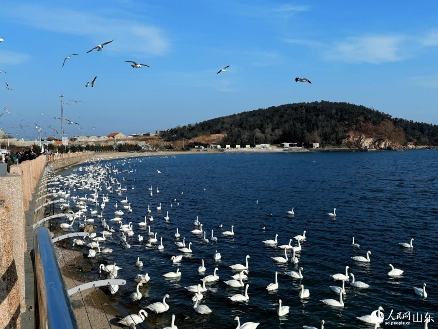 Как лебеди из Сибири преобразили рыбацкую деревню в Шаньдуне