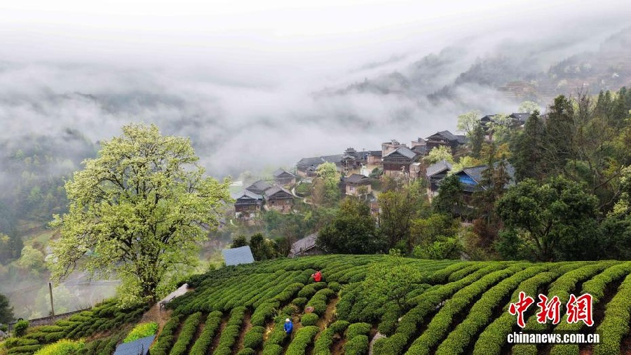 Весенняя красота дунской деревни в Гуанси