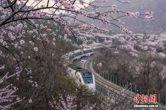 У Великой Китайской стены поезда проходят через цветущее море
