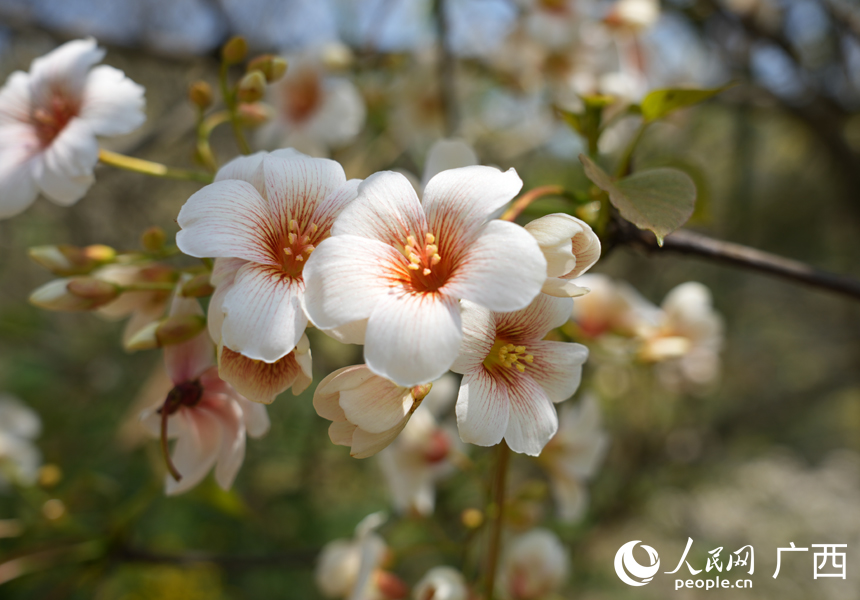В китайском уезде Силинь зацвели тунговые деревья