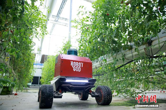 В Учжэне роботы приступили к весенним работам в умных теплицах