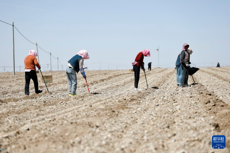 В Гоби начался посев селеновых арбузов