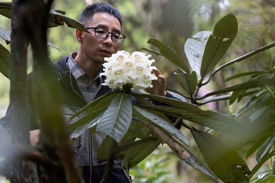 В провинции Сычуань впервые за 29 лет зацвел редкий искусственно выращенный рододендрон