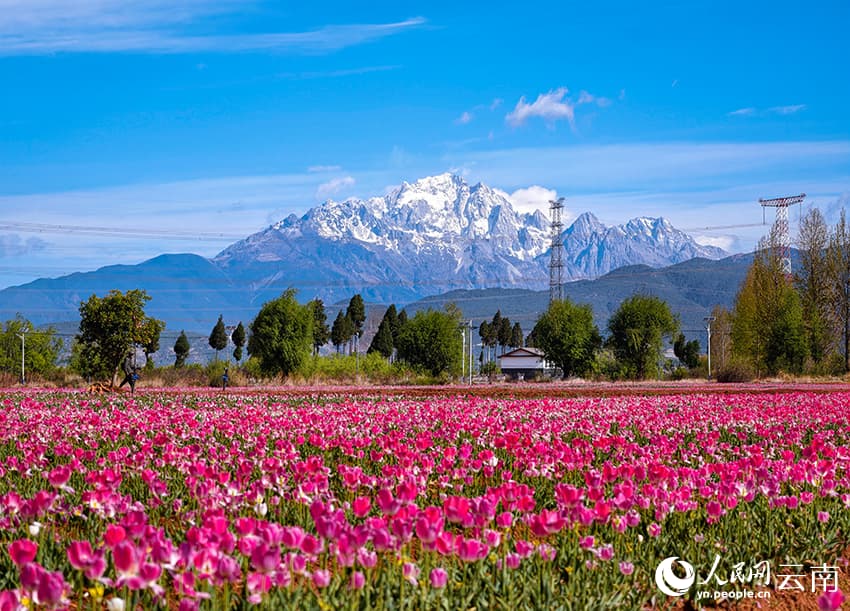 Весна в Лицзяне: тюльпановые поля на фоне снежных вершин