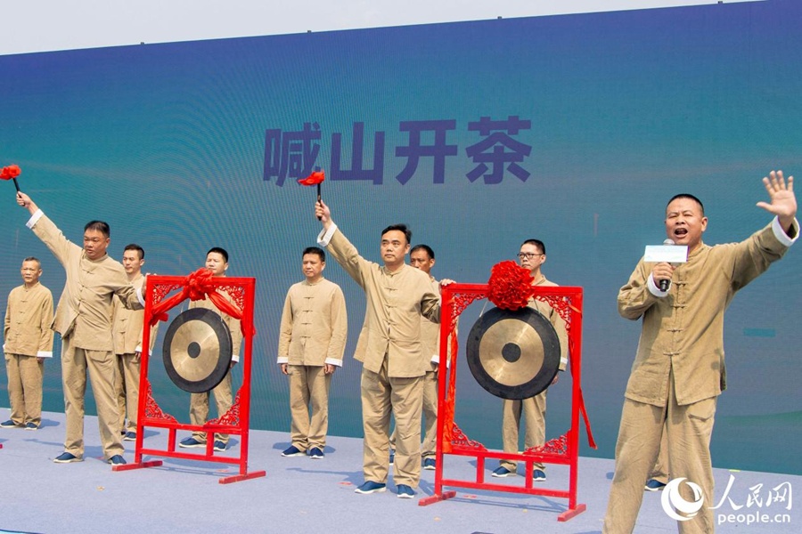 В провинции Фуцзянь начался сбор урожая чая тегуаньинь