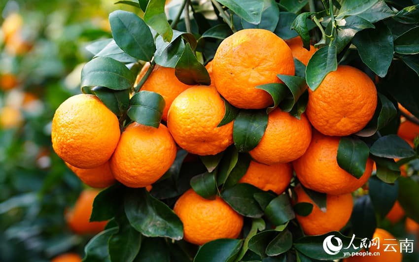 В Дали начался сбор позднеспелых мандаринов «вогань»