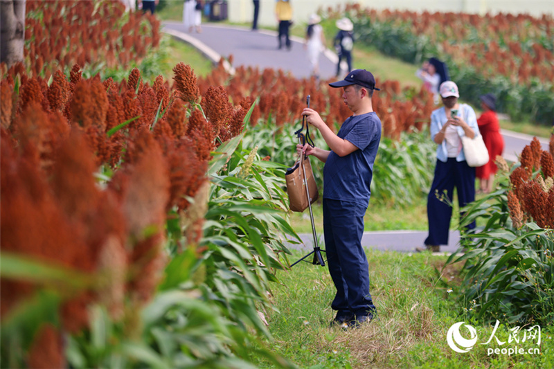 В Сямэне покраснели поля сорго