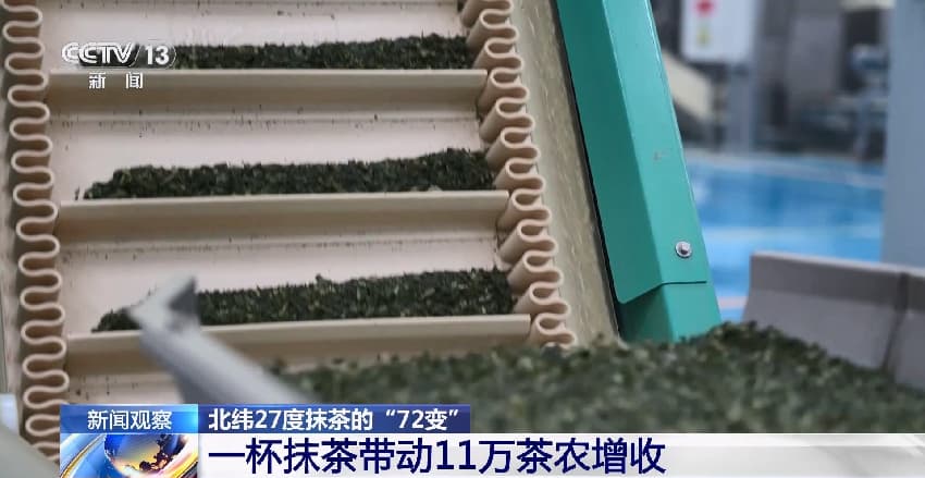 В китайском Тунжэне производство матча чая увеличивает доходы 110 тыс. чаеводов