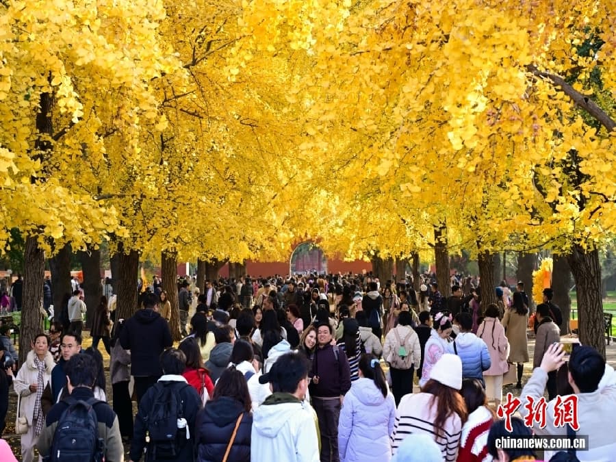 Золотые деревья гинкго в пекинском парке привлекают туристов