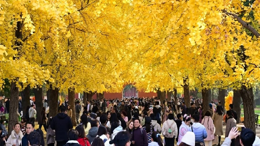 Золотые деревья гинкго в пекинском парке привлекают туристов                    8 ноября в Пекине стояла ясная погода, и золотые деревья гинкго билоба в парке Чжуншань привлекали туристов на прогулки и осенние фотосессии.