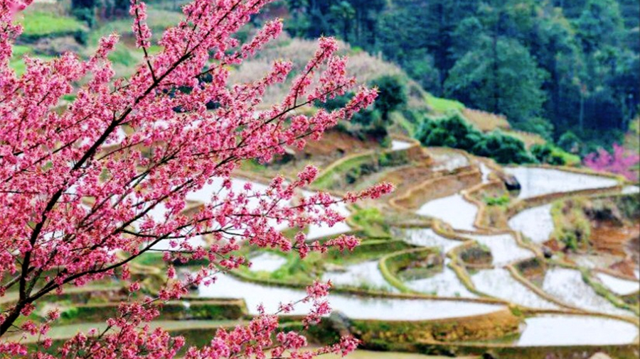 Зимняя сакура расцвела на террасных полях Юньнаня                    В начале нового года в уезде Хунхэ Хунхэ-Хани-Ийского автономного округа провинции Юньнань /Юго-Западный Китай/ террасные поля преобразились в живописное полотно. 