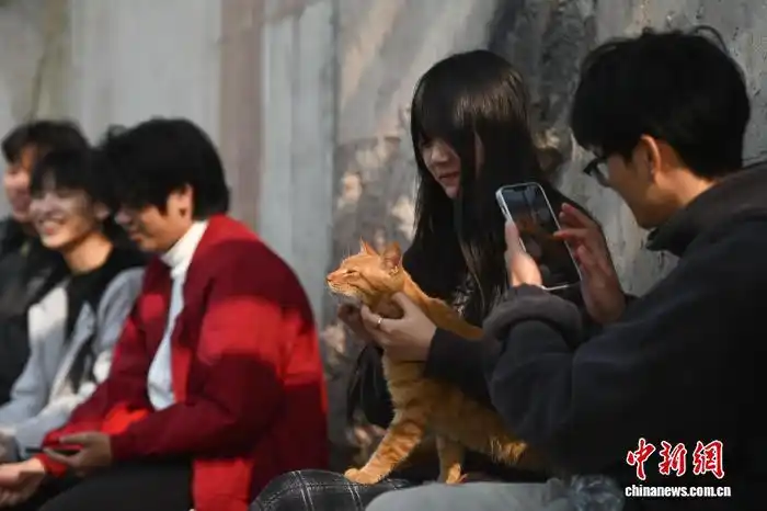 В Чунцине набрал популярность тематический парк помощи бездомным кошкам