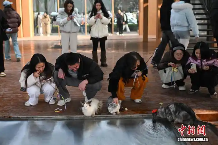 В Чунцине набрал популярность тематический парк помощи бездомным кошкам