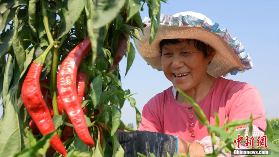 Китайский уезд Цзицзэ процветает благодаря острому перцу