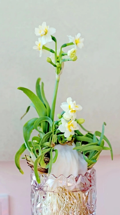 Город Чжанчжоу производит 90% нарциссов Китая