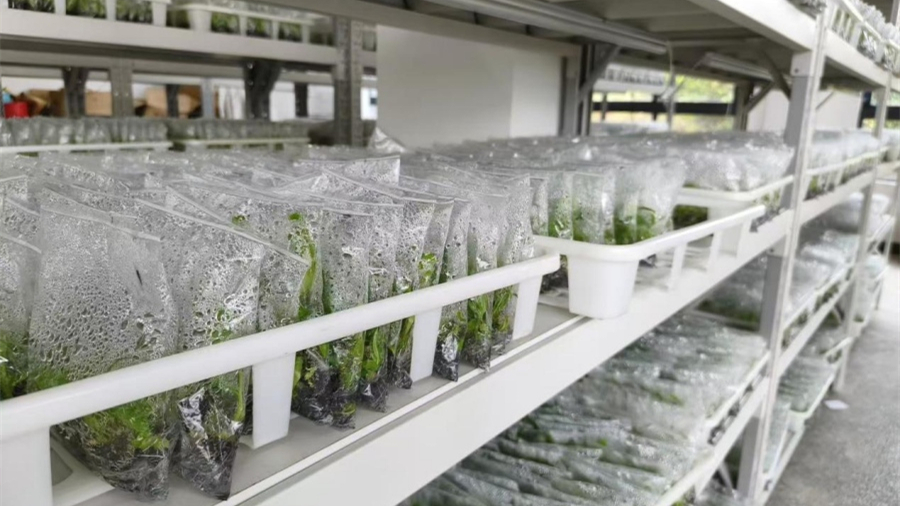 В Хайкоу создан крупнейший банк тропических генетических ресурсов                    Научно-технологический парк по сохранению генетических ресурсов тропических растений «Хайкоу Цзиньцзунлюй» /«Золотая пальма Хайкоу»/ расположен в поселке Юньлун города Хайкоу /провинция Хайнань, Южный Китай/. 