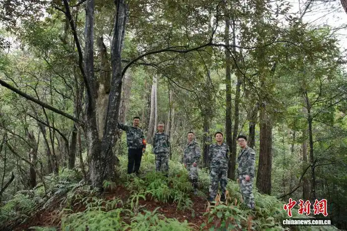 В Восточном Китае усилили охрану лесов и восстановление редких видов растений