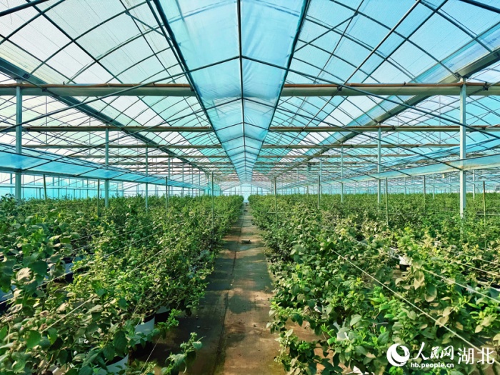 В Сяньнине умное сельское хозяйство повышает урожайность и качество голубики